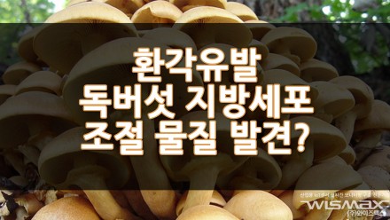 환각을 유발하는 갈황색미치광이버섯에서 지방세포를 조절할수 있는 물질이 발견?!