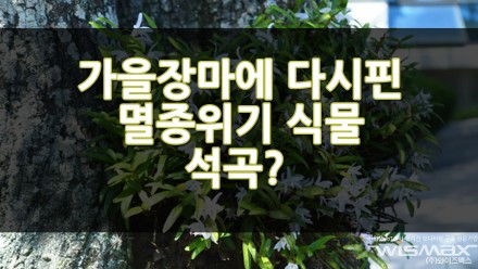 가을장마에 다시 핀 멸종위기 식물 석곡