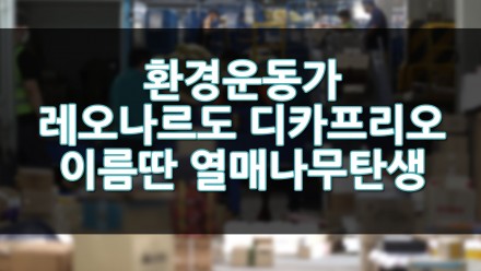 환경운동가 레오나르도 디카프리오 이름을 딴 열대나무 탄생