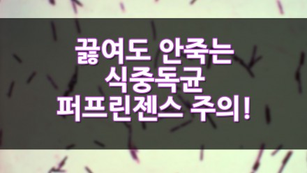 끓여도 안 죽는 식중독균, 퍼프린젠스 식중독 주의