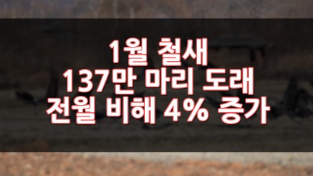 1월 철새 137만 마리 도래 전월 비해 4% 증가