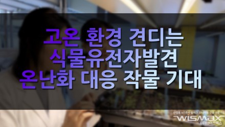 고온 환경 견디는 식물 유전자 발견 온난화 대응 작물 개발 기대